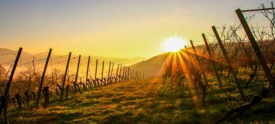 Zonsondergang over de wijngaarden rond Kappelrodeck