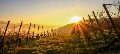 Sunset over the vineyards around Kappelrodeck