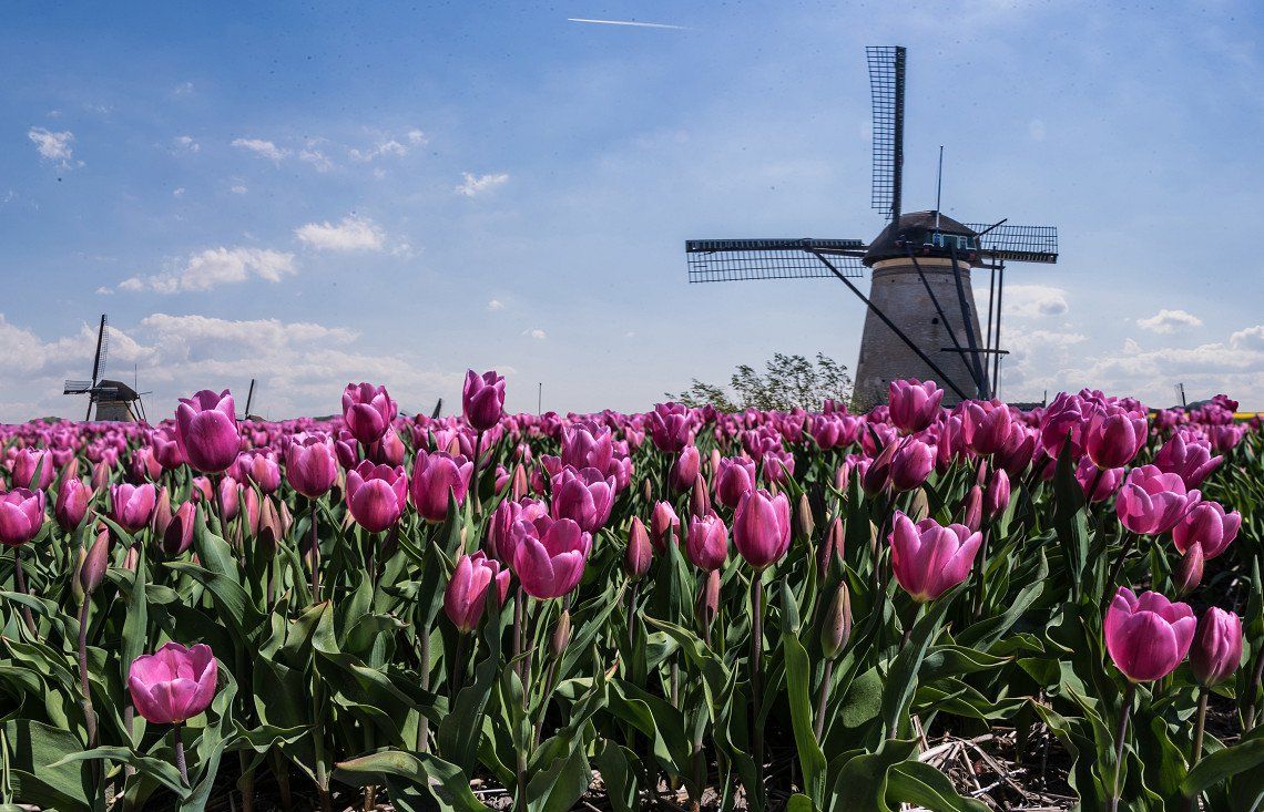 Tulpenblüte und Windmühlen
