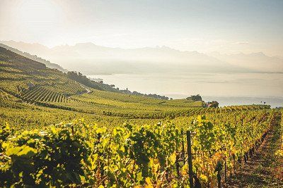Weinberg Lavaux bei Epesses