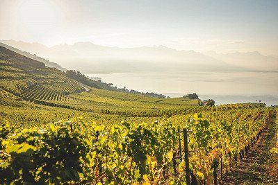 Lavaux Vineyard near Epesses