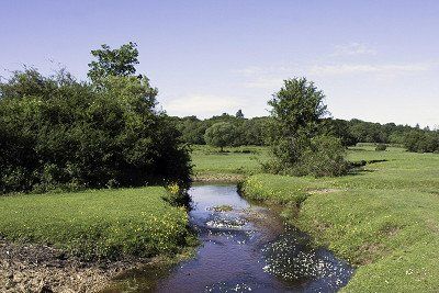 Bachlauf New Forest Nationalpark Hampshire, England