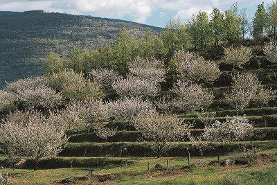 Kirschblüte im Jerte-Tal in der Extremadura