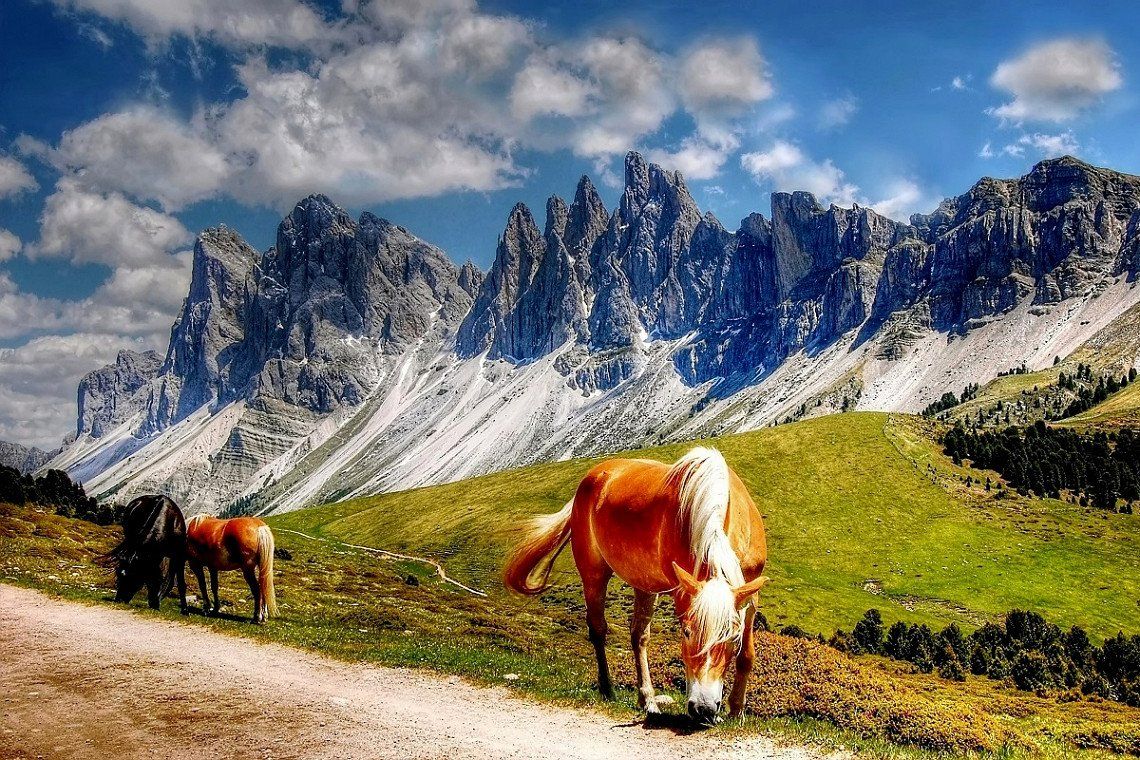 Grasende Pferde in den Dolomiten in Südtirol