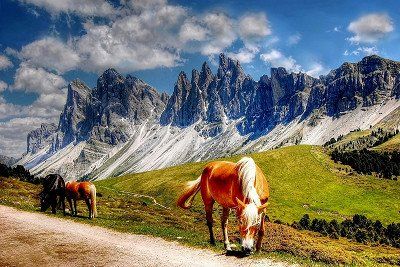 Grasende Pferde in den Dolomiten in Südtirol