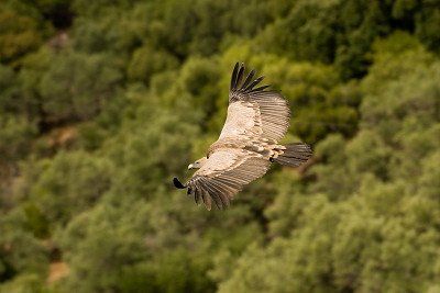 Fliegender Gänsegeier im Nationalpark Monfragüe in der Extremadura