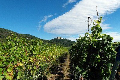 Weinberge Pfalz Hambacher Schloss 