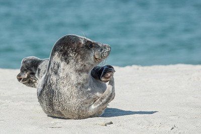 Robbe am Sandstrand in der Sonne