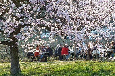 Almond trees blossoming in Gimmeldingen