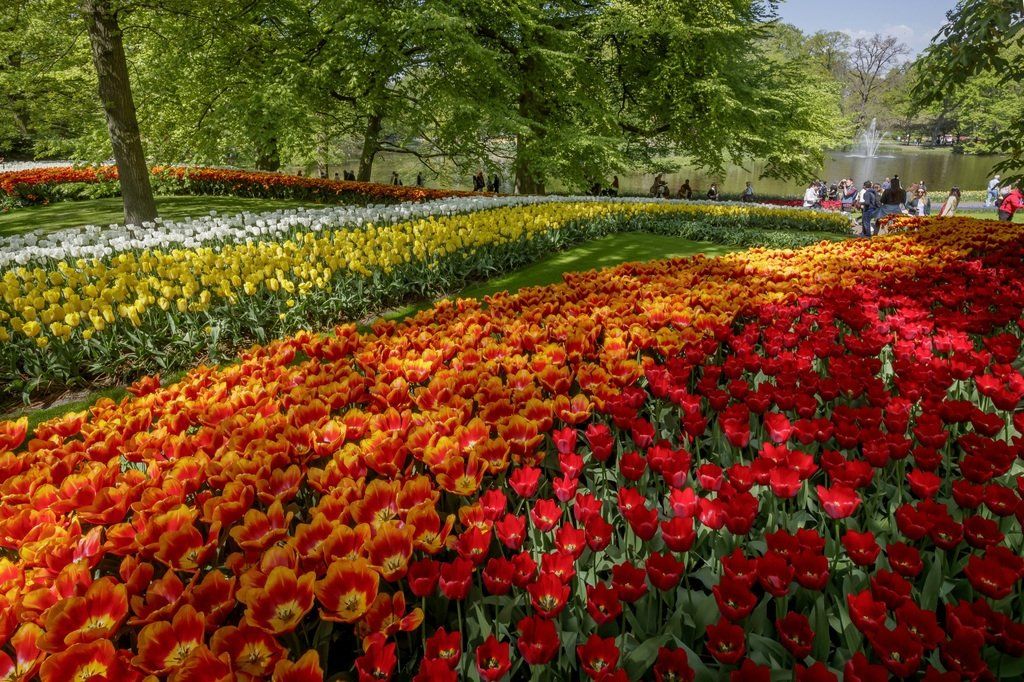Tulips in Keukenhof park