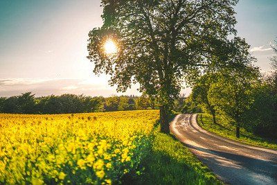 Straße in Landschaft mit blühendem Raps