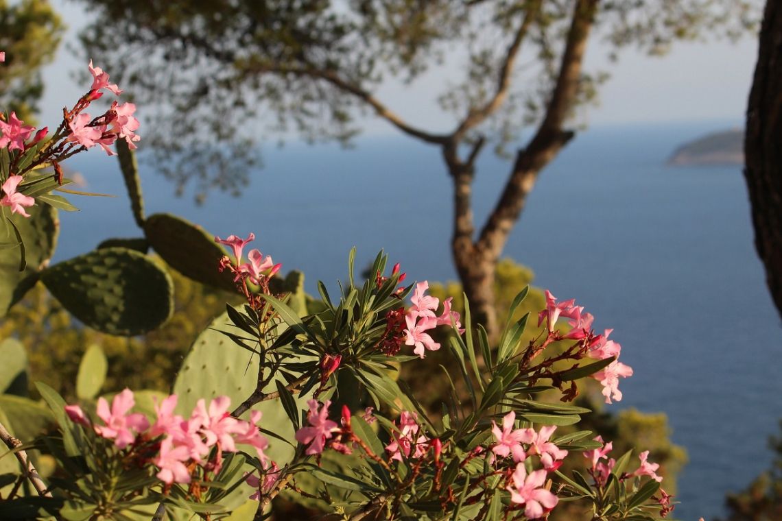 Blumen auf Ibiza