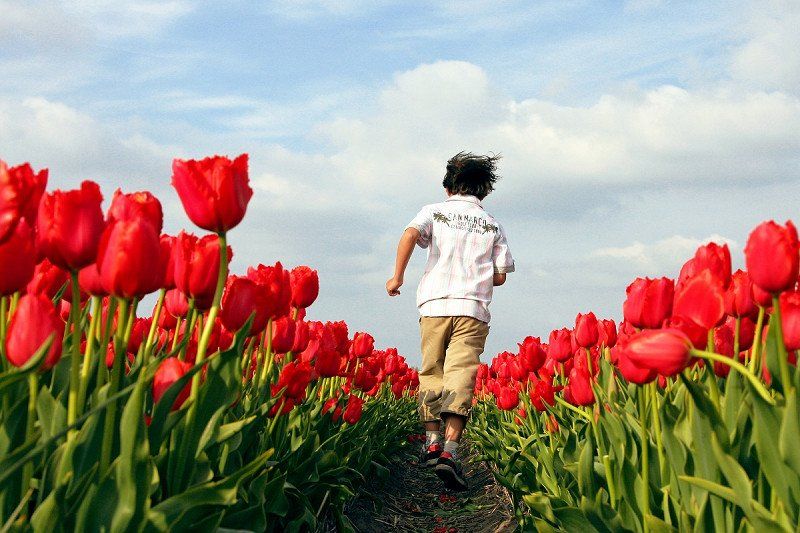 Die schönsten Ziele zur Tulpenblüte in Holland