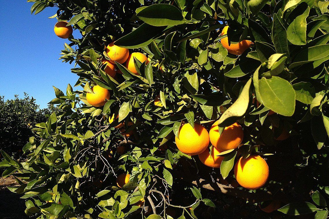 Orangenplantage mit Früchten bei Valencia, Spanien