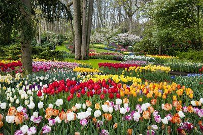 parkonderdel van de Keukenhof 