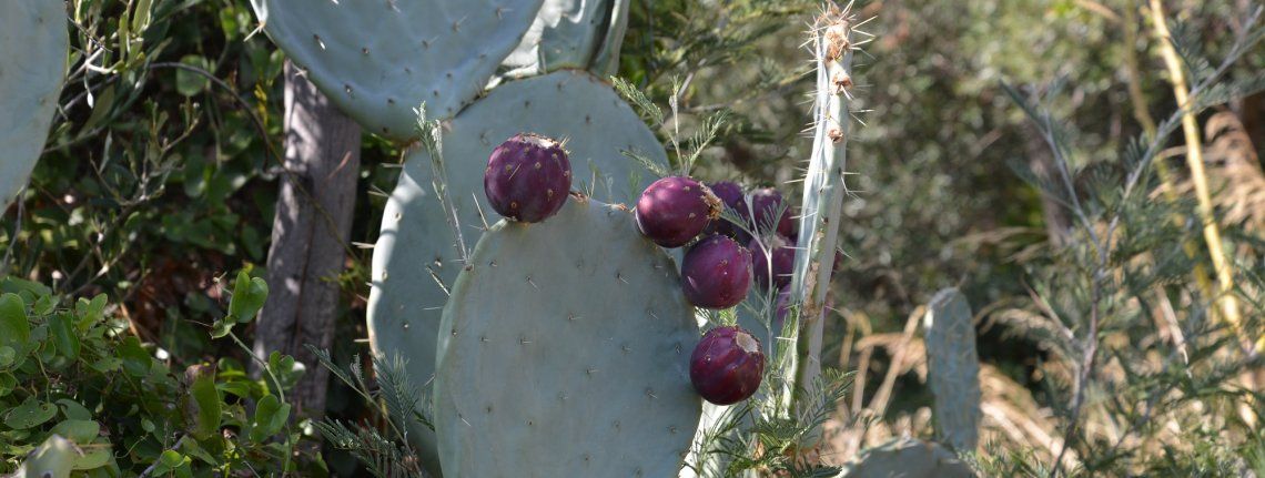 Cactussen in de Provence