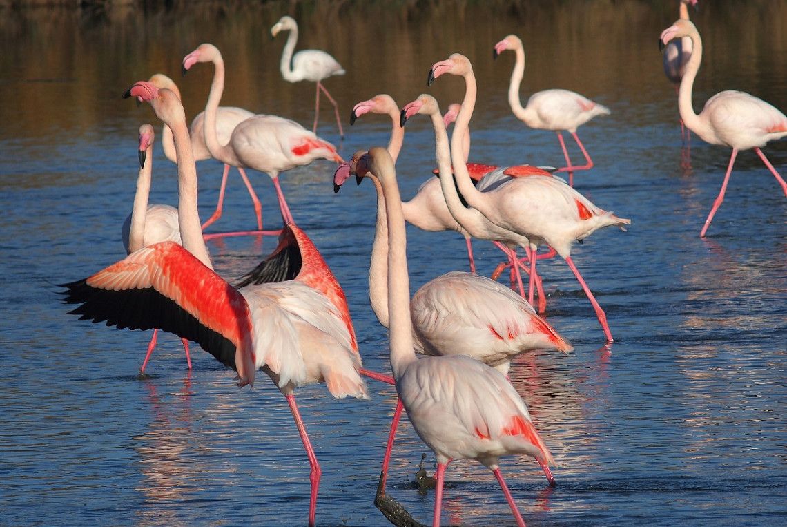 Rosa Flamingos im Wasser in der Camargue 
