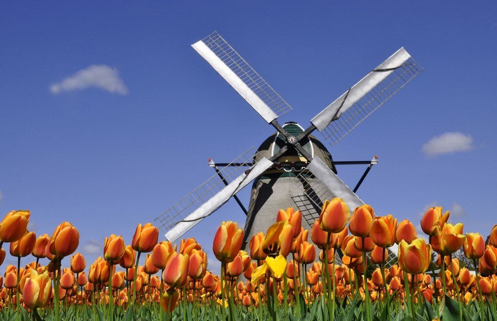 Windmühle inmitten eines Tulpenfeldes in Holland