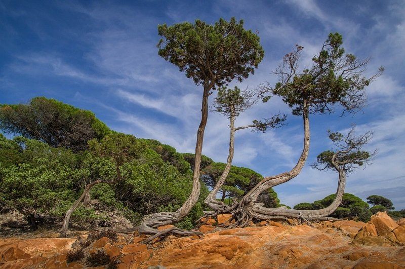 rocks and trees on Corsica