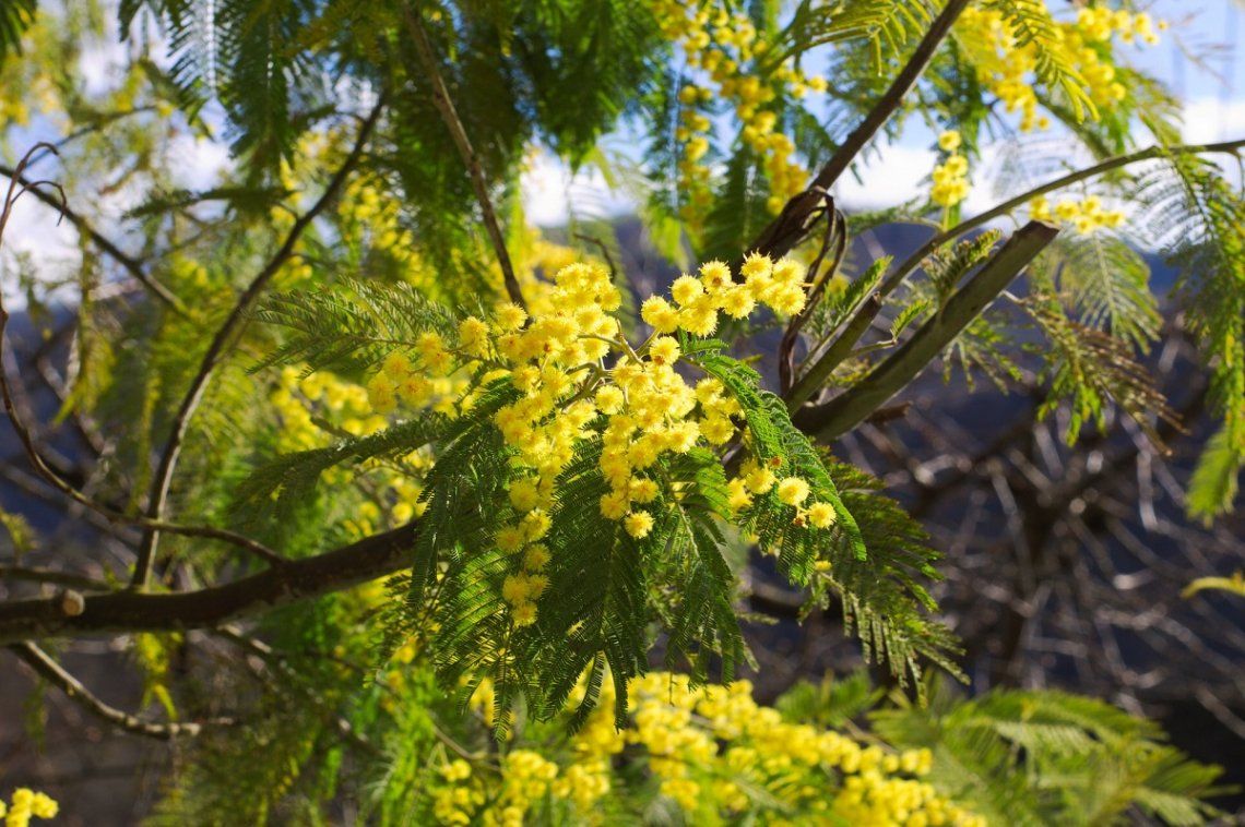 Blühende Mimosen vor Bergkulisse