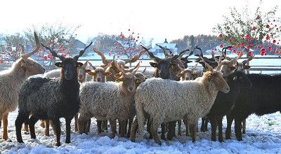 Schafe im Schnee auf Gut Aiderbichl