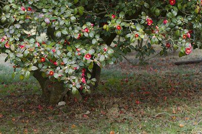 big camellia plant with red flowers