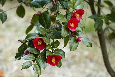 Red camellias in flower, not double