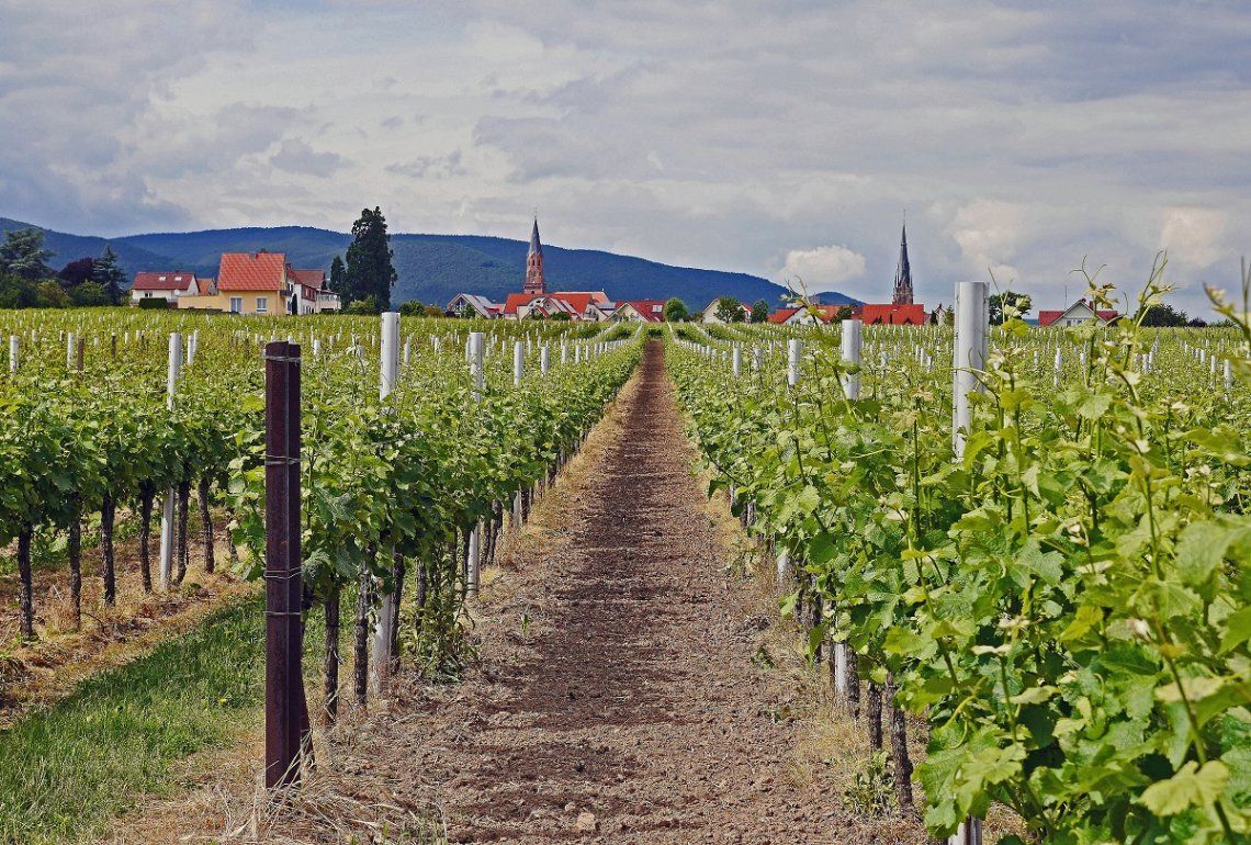 Weinberg bei Edenkoben an der Deutschen Weinstraße