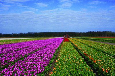 Bloeiende tulpenvelden in Nederland