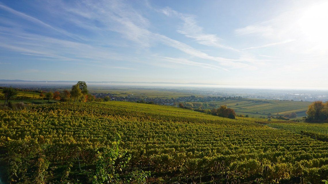 Uitzicht op Kallstadt en wijngaarden in de herfst