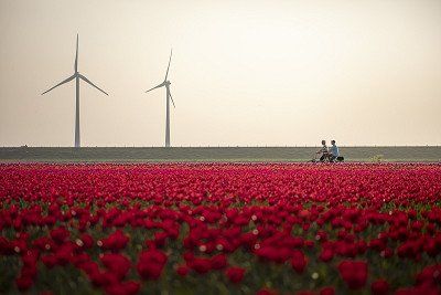 cyclists, tulips and a windmills in the Netherlands