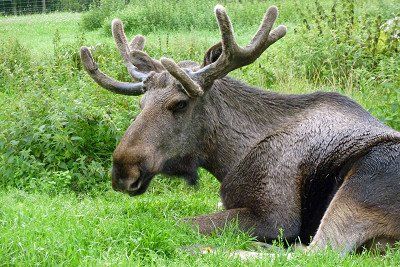 Elanden in Grönåsen's Moose Park bij Kosta