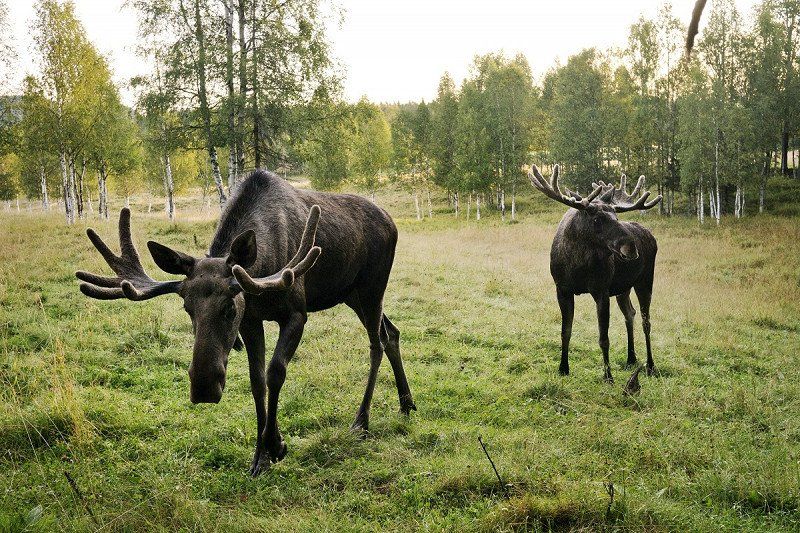 Elk parks in Småland, southern Sweden