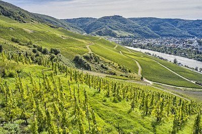 A vineyard on the Moselle near Bernkastel-Kues