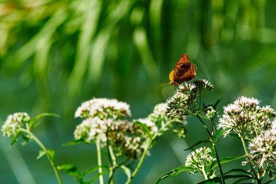 Schmetterling auf Blume im Krka Nationalpark