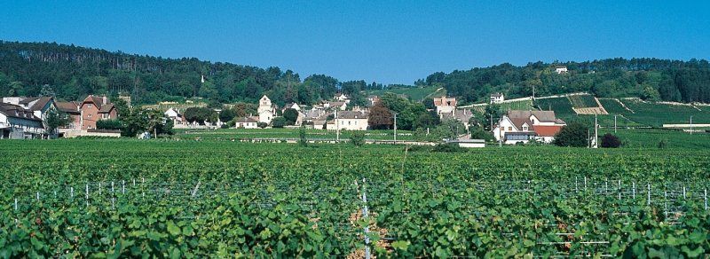 Wandertipp Frankreich: Wanderung durch die Weinberge an der Côte de Beaune
