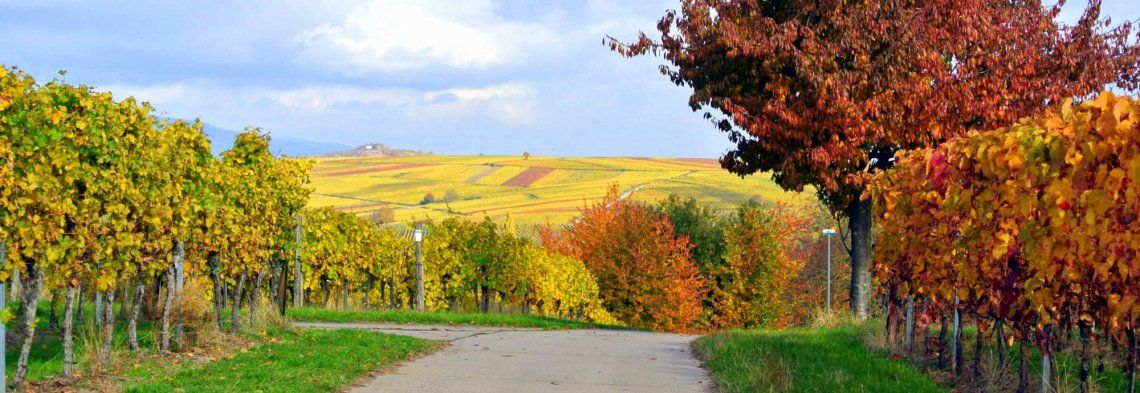 Motorhome route German Wine Route