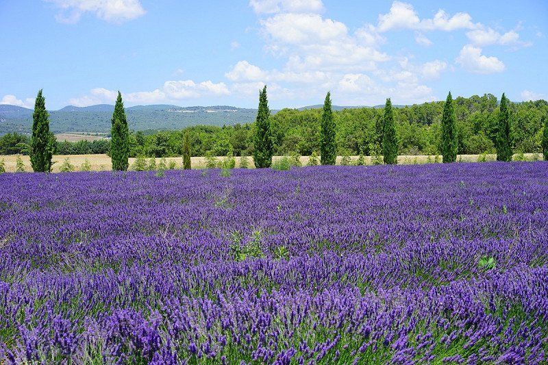 Per Camper durch die Provence
