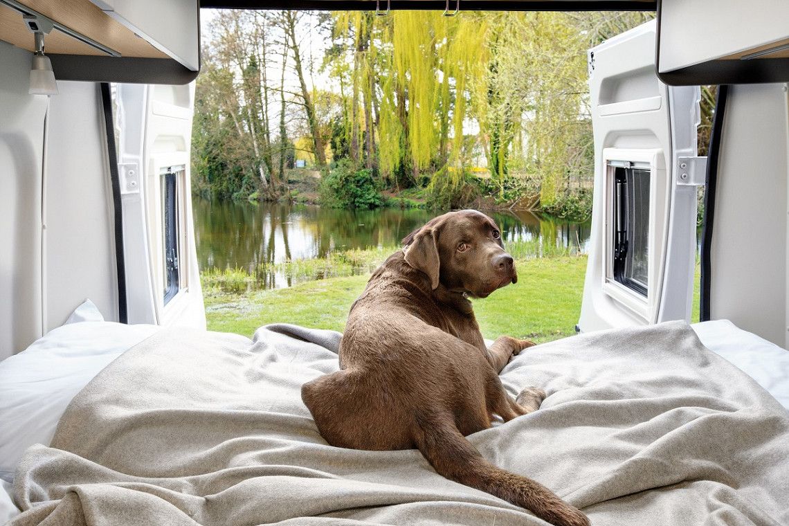 A dog on the bed in an LMC Innovan campervan