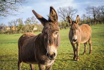 zwei Esel in Frankreich auf der Weide