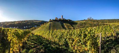 Wijngaarden in Kiedrich im Rheingau in de herfst