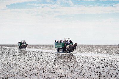 Pferdekutschen im Wattenmeer auf dem Weg von Nordstrand nach Rungholt