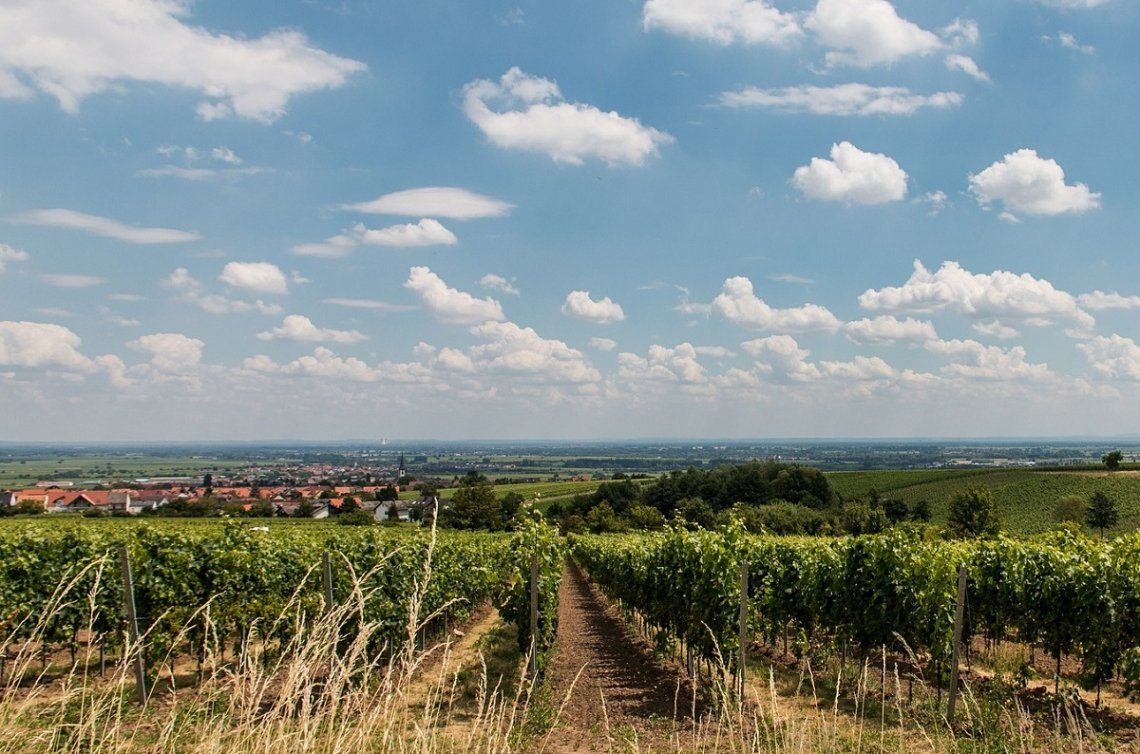 Blick auf Weinberg bei Maikammer