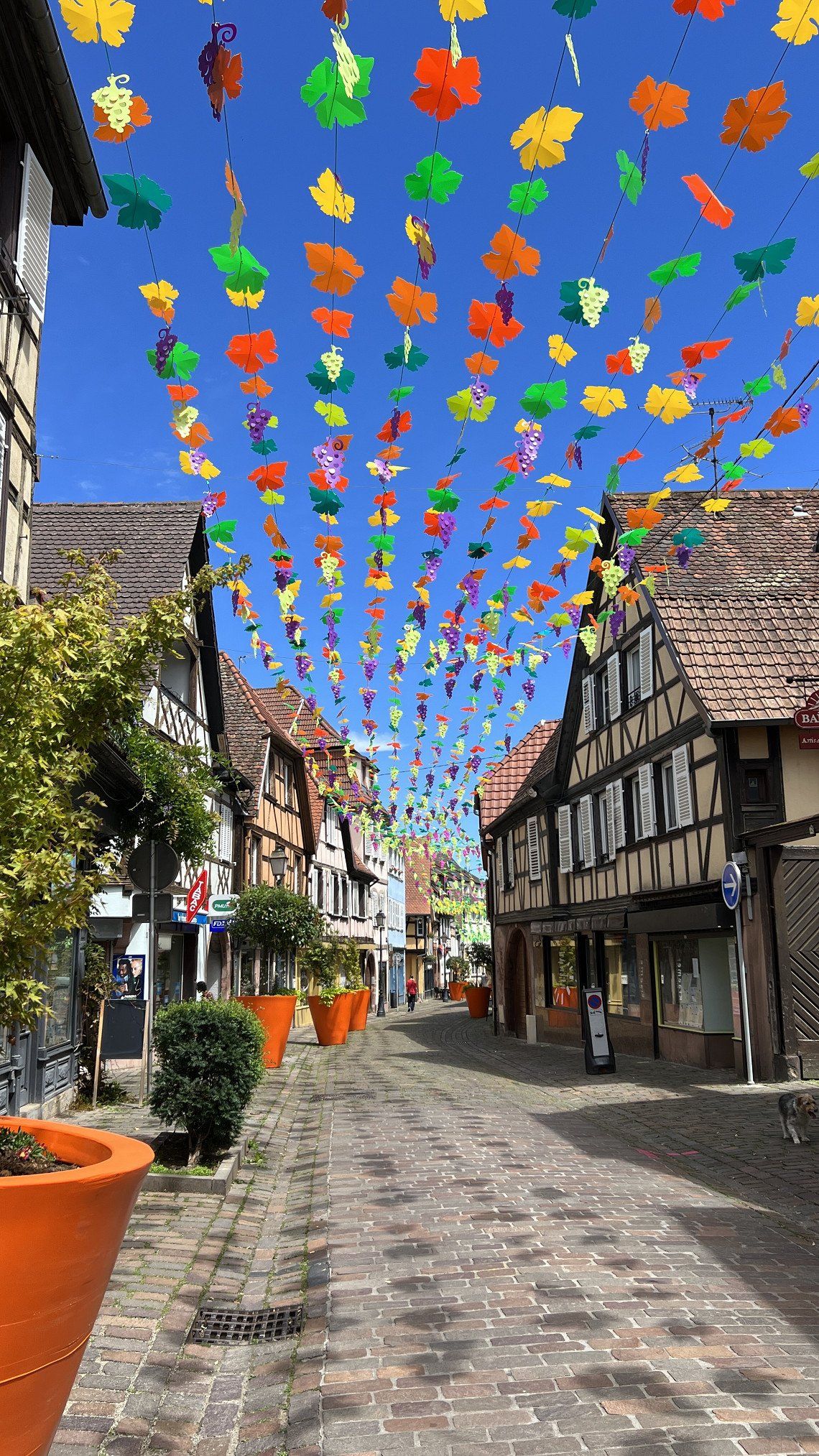 Elsasstour. Von Avolsheim nach Eguisheim