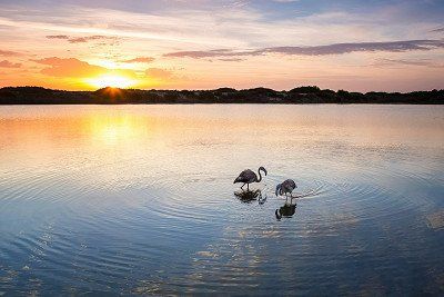 Flamingos at sunset in La Albufera Natural Park