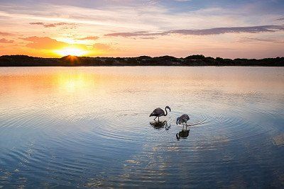 Flamingos bei Sonnenuntergang im Naturpark Albufera