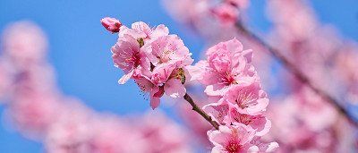 almond blossoms with bee