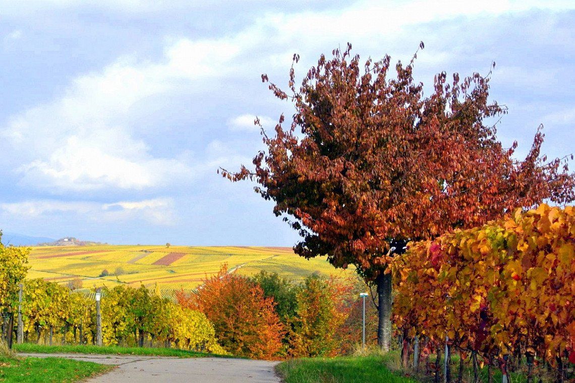 Motorhome route German Wine Route