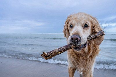 Hund am Ostseestrand nahe Travemuende