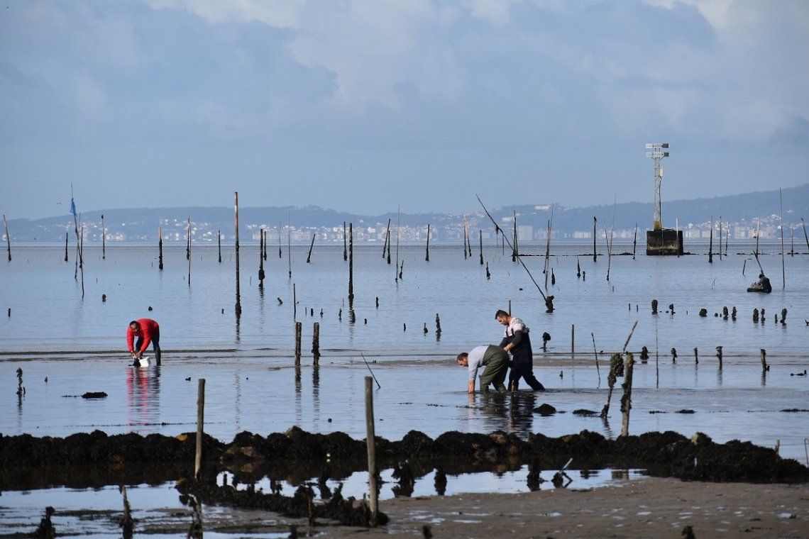 Mussel farming in Galicia in the Ría de Arousa bay